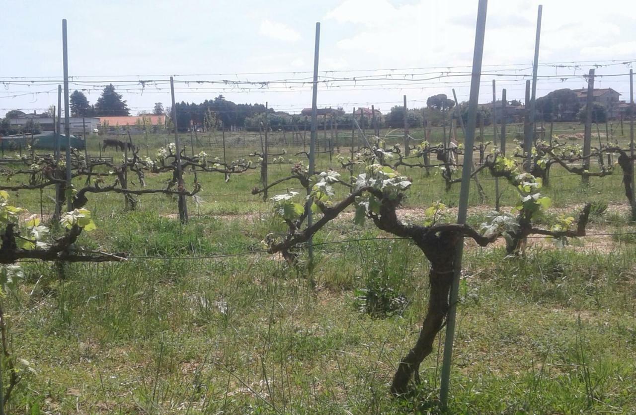 Podere Alberello Torrita di Siena Exterior foto